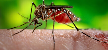 डेंगूका बिरामी बढ्दैः ५१ हजार बढीमा संक्रमण, ५७ जनाको मृत्यु