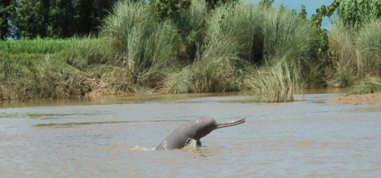 गोही अनुगमनका क्रममा नारायणी नदीमा डल्फिन भेटियो